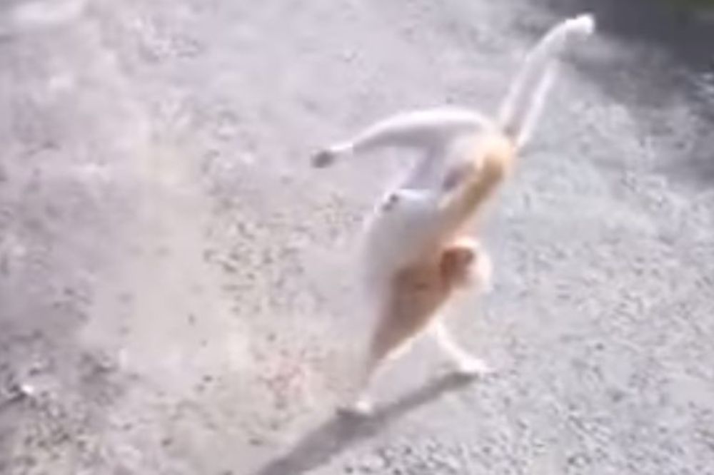 Ova maca koja hoda na dve noge će vas nasmejati do suza (VIDEO)
