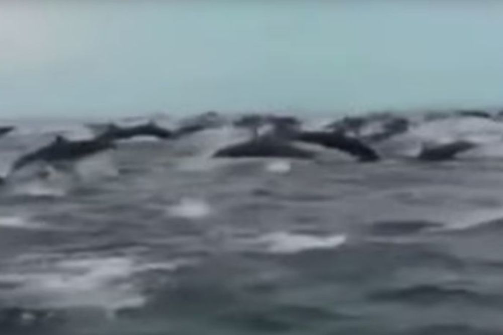 Spektakularan prizor: Hiljade delfina u vodama Kostarike (VIDEO)