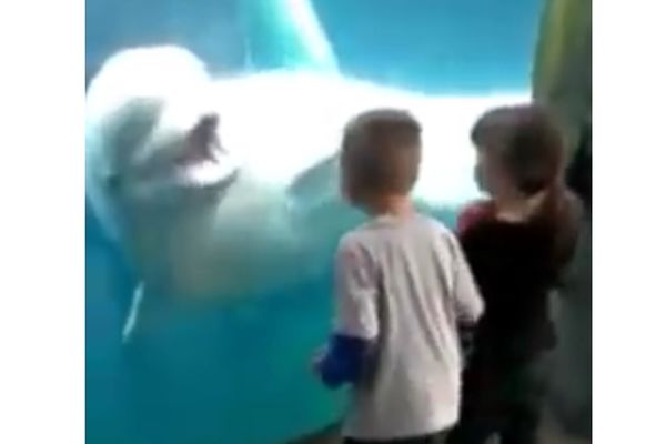 Beluga kit se igra Strašila sa decom! (VIDEO)