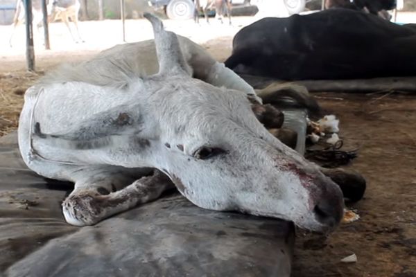 Siroti magarac bio je ostavljen da ugine, a onda su mu dobri ljudi pomogli da se preporodi (VIDEO)