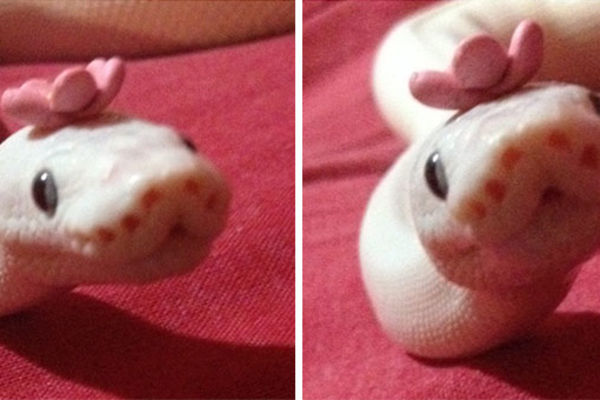 Ko se boji zmija još? 17 fotografija slatkih, elegantnih i hipster reptila! (FOTO)