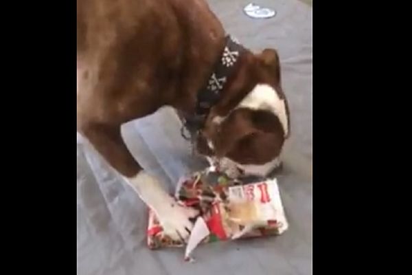 Pseća radost najveća: Pogledajte kako je Tobi stručno odmotao paketić! (VIDEO)