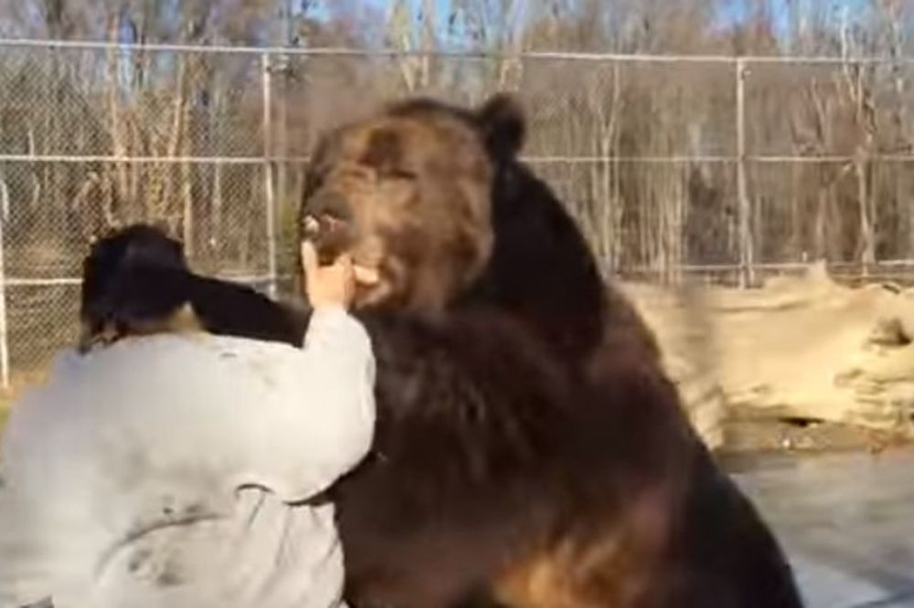 Junačko srce kuca u grudima ovog Rusa: Igra se u kavezu s medvedom! (VIDEO)