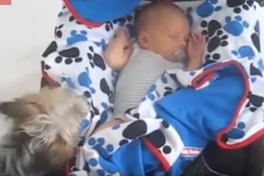 Rastopićete se od nežnosti kad vidite kako ove kuce čuvaju bebe! (VIDEO)