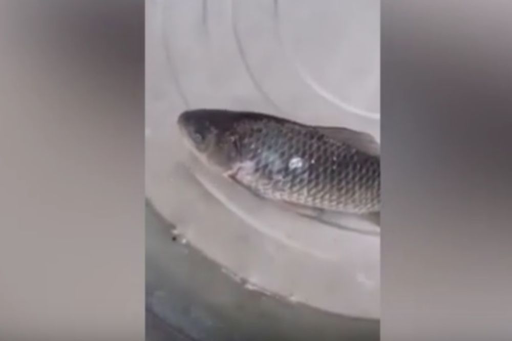 Stavio je potpuno zaleđenu ribu u vodu, a onda se desilo nešto neverovatno! (VIDEO)
