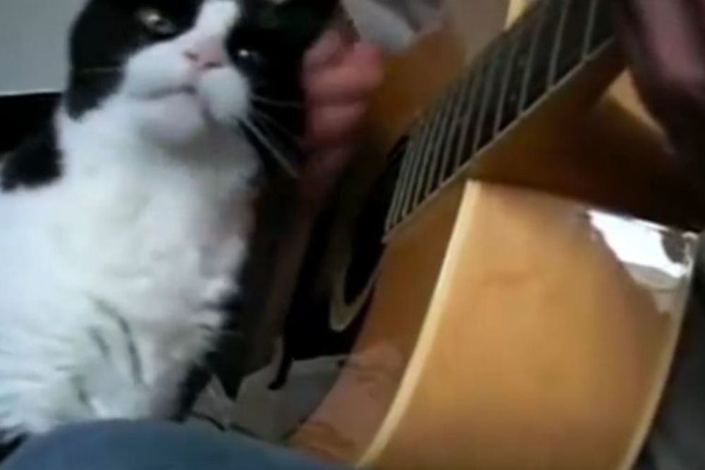 Mačje improvizacije: Nijedna maca se ne mazi kao ova! (VIDEO)