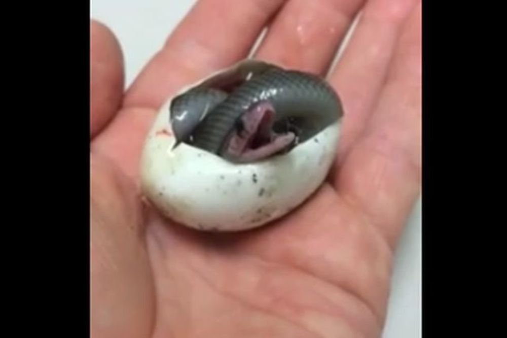 Ova zmijica udahnula je vazduh po prvi put u životu! (VIDEO)