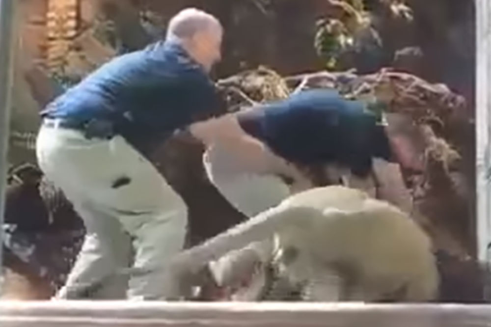 Lavica koja brani ljude: Ovako je čuvara zoo vrta spasla od sigurne smrti! (VIDEO)
