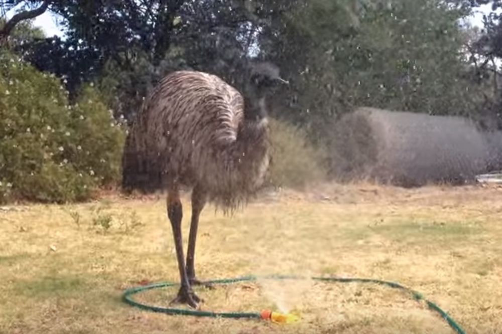 Šta se dogodi kada emu otkrije prskalicu za zalivanje trave? Potpuno ludilo! (GIF) (VIDEO)