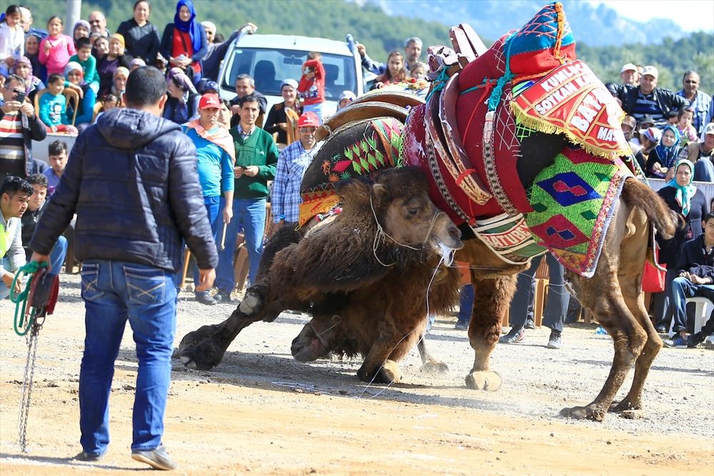 Rvanje kamila: Omiljena turska razbibriga! (FOTO)