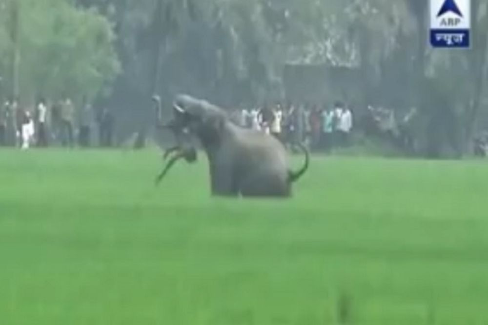 Pomahnitali slonovi ubili 5 osoba u Indiji! (VIDEO)