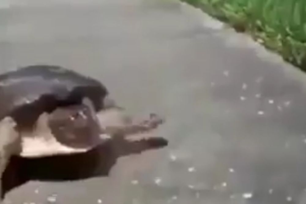 Lagali su vas: Ko je to rekao da su kornjače spore? (VIDEO)