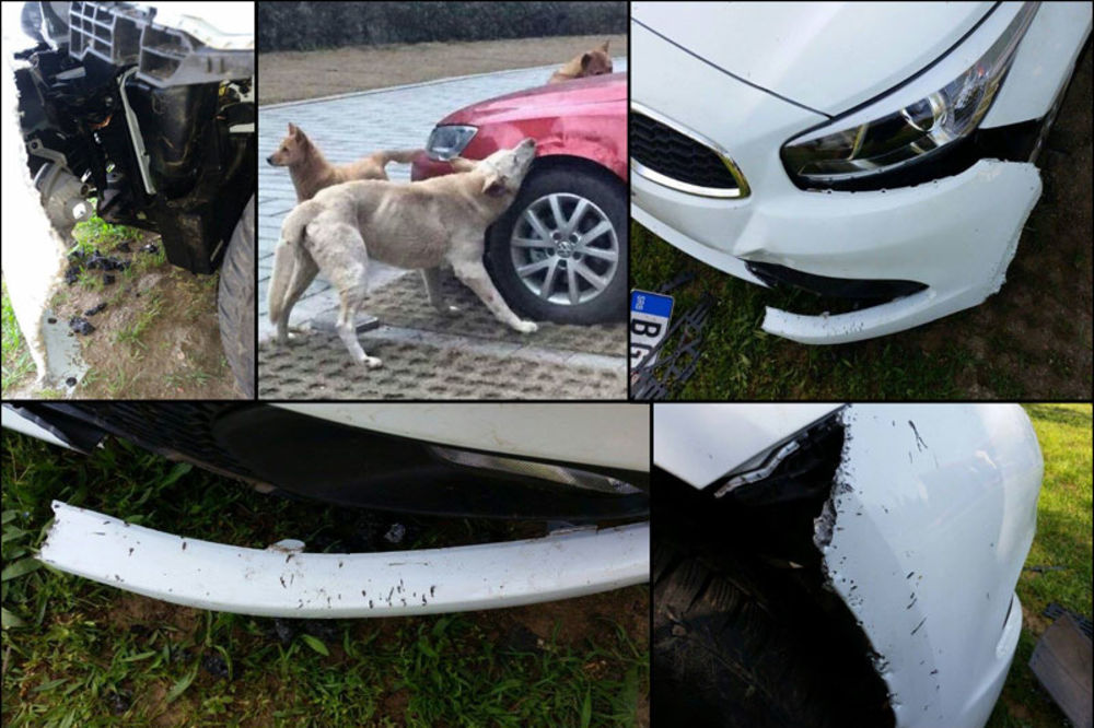 Pobesneli psi terorišu Medaković: Pojeli automobil, građani žive u strahu! (FOTO)