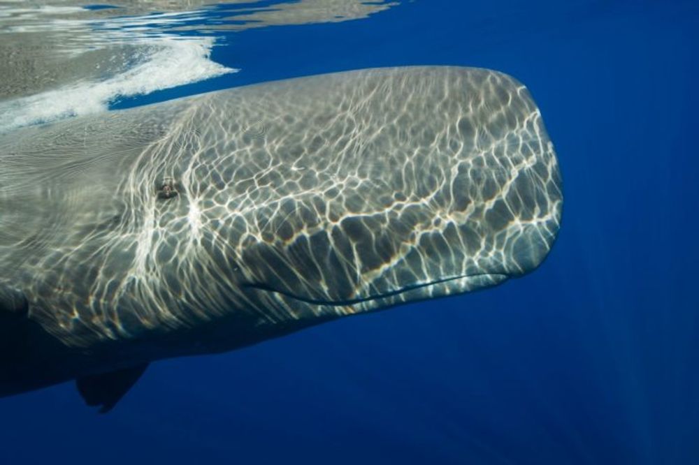 Oni baš znaju da uživaju: Samo kitovi mogu da se brčkaju u ovom plavetnilu (VIDEO)