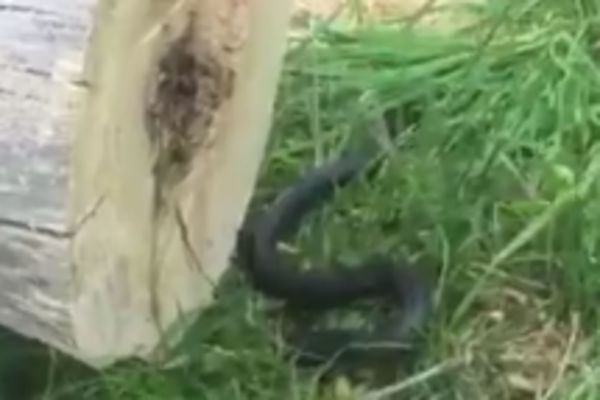Šta se to krije unutar ovog drveta? Zombi zmija!? (VIDEO)