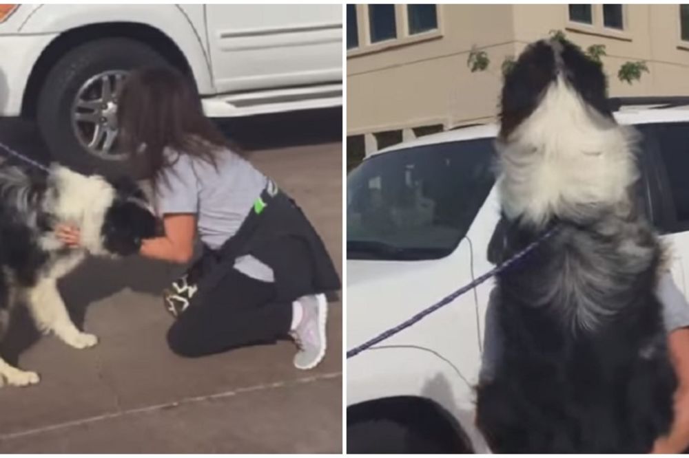 Ovaj pas dve godine nije video vlasnicu, a kada su ponovo sreli... (VIDEO)