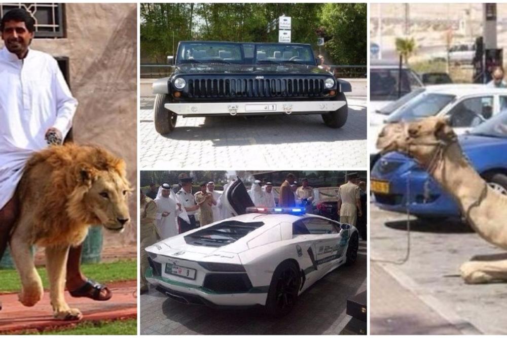 Jahanje lava, kamila na parkingu: Nenormalne stvari koje su u Dubaiju sasvim normalne... Ili nisu?! (FOTO)