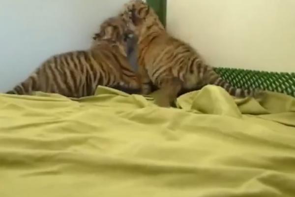 Prvi koraci ovih tigrića su nešto što morate da pogledate (VIDEO)