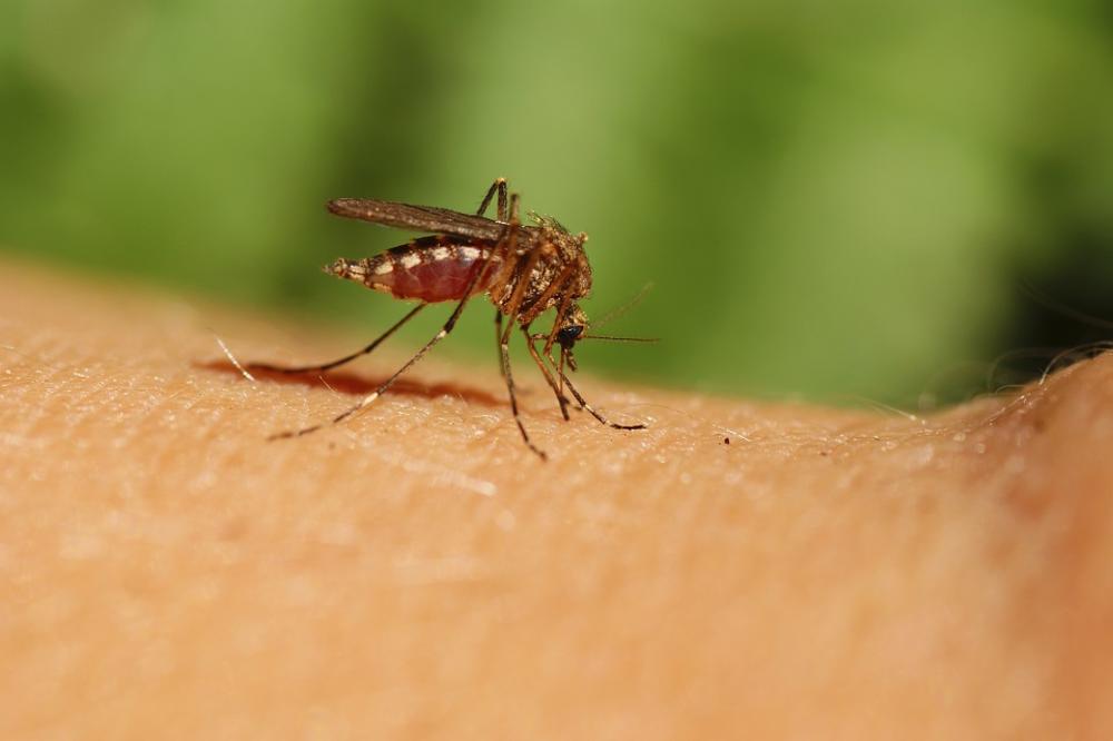 Odbegli zaraženi pacijenti, otrovni komarci: Šta je, bre, od ovoga istina?!