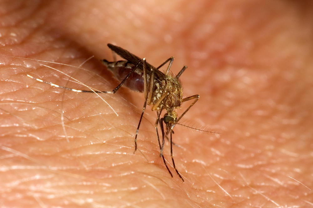 Batut poziva: Testirajte se na virus zika!