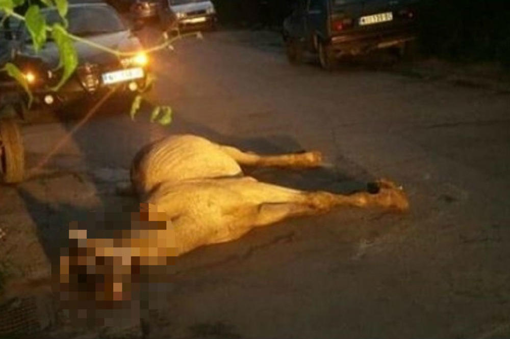 Niška sramota: Ostavili konja da ugine nasred ulice - životinja umrla u najvećim mukama! (UZNEMIRUJUĆI FOTO)