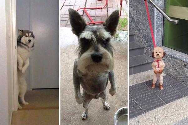 Zašto kuca na dve noge stoji? 16 smešnih fotki pasa u neobičnim situacijama (FOTO)