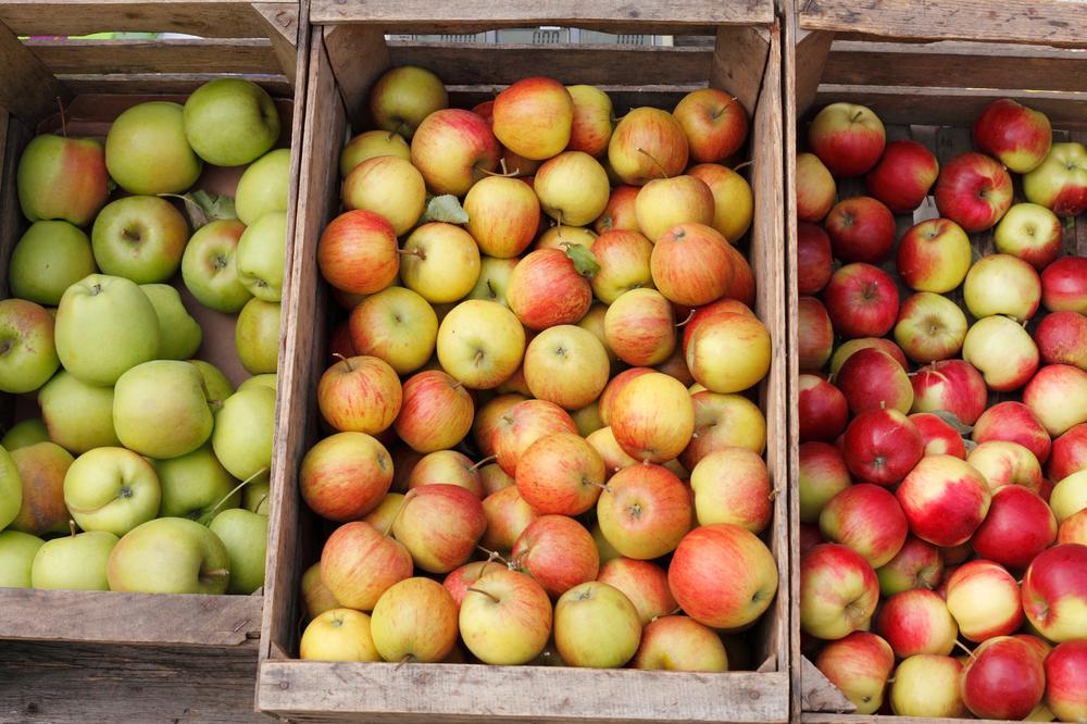 Bratski smo im uvalili: Rusi našli 13 tona zaraženih jabuka iz Srbije!