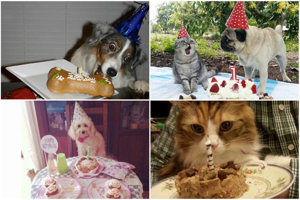 15 životinja koje su garant imale bolje rođendanske proslave od Anastasije i Breninog sina! (FOTO)
