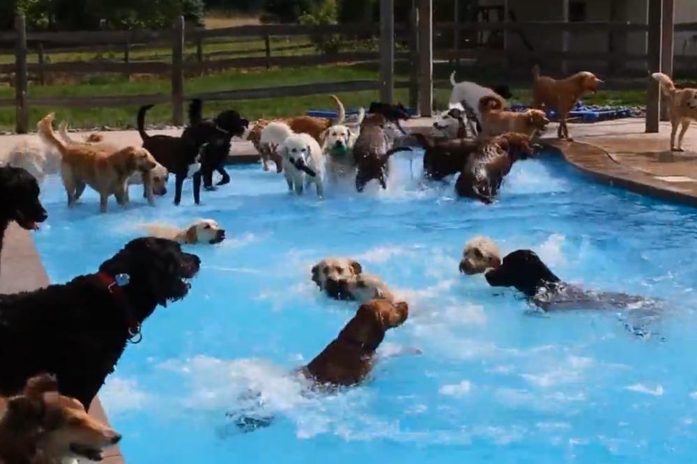 Žurka pored bazena: Kučke i kerovi, svi na kupanjac! (VIDEO)