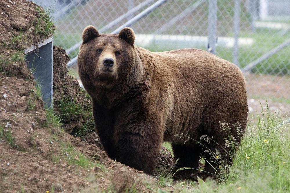 OPŠTA POMETNJA: Medved pobegao iz zoo vrta, a čuvari i postioci završili kod...