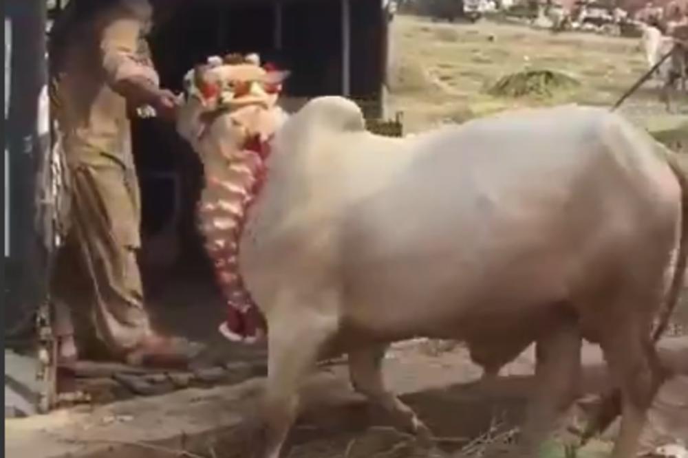 Krava jednim udarcem ubila čoveka! (VIDEO)