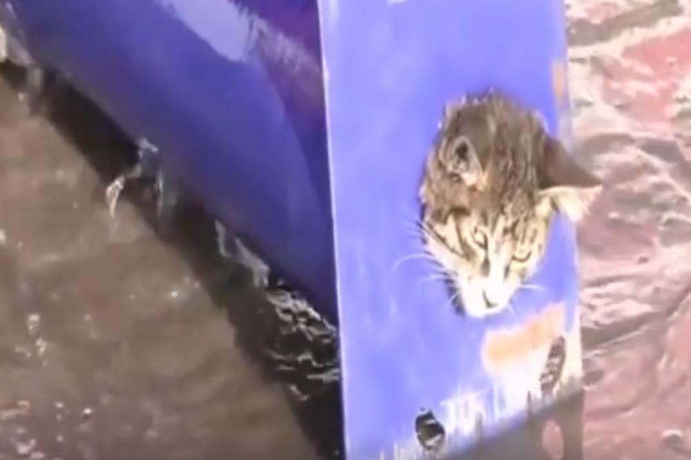 Mačketina u slatko-tužnom sosu: ZaGlavila se u cevi, ali bukvalno! (VIDEO)