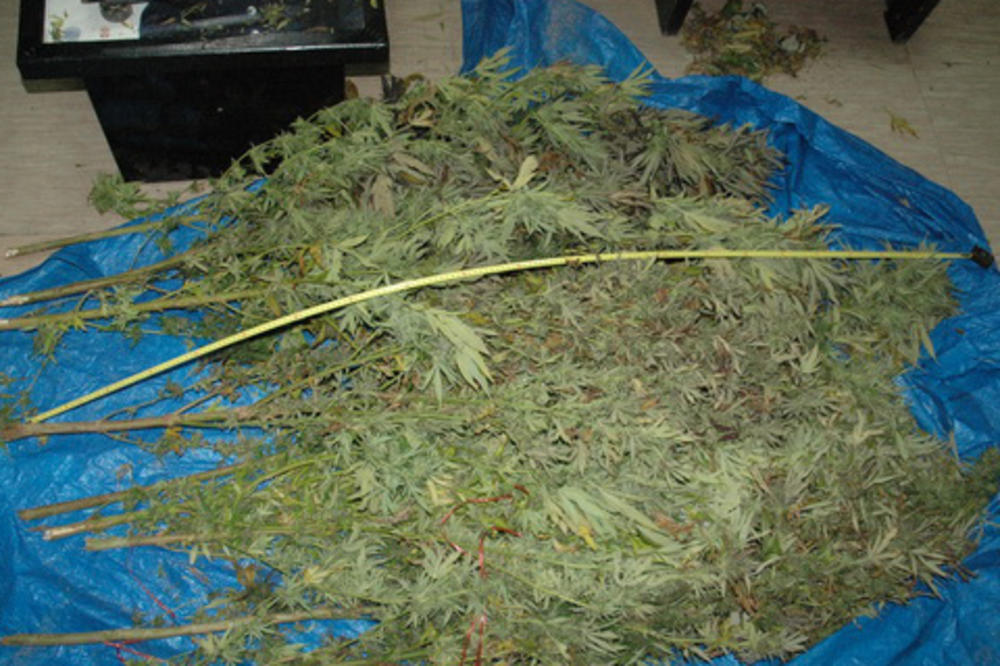 Epilog drame u Arilju: Uhapšeni dileri, zaplenjeno 58 kilograma marihuane! (FOTO)