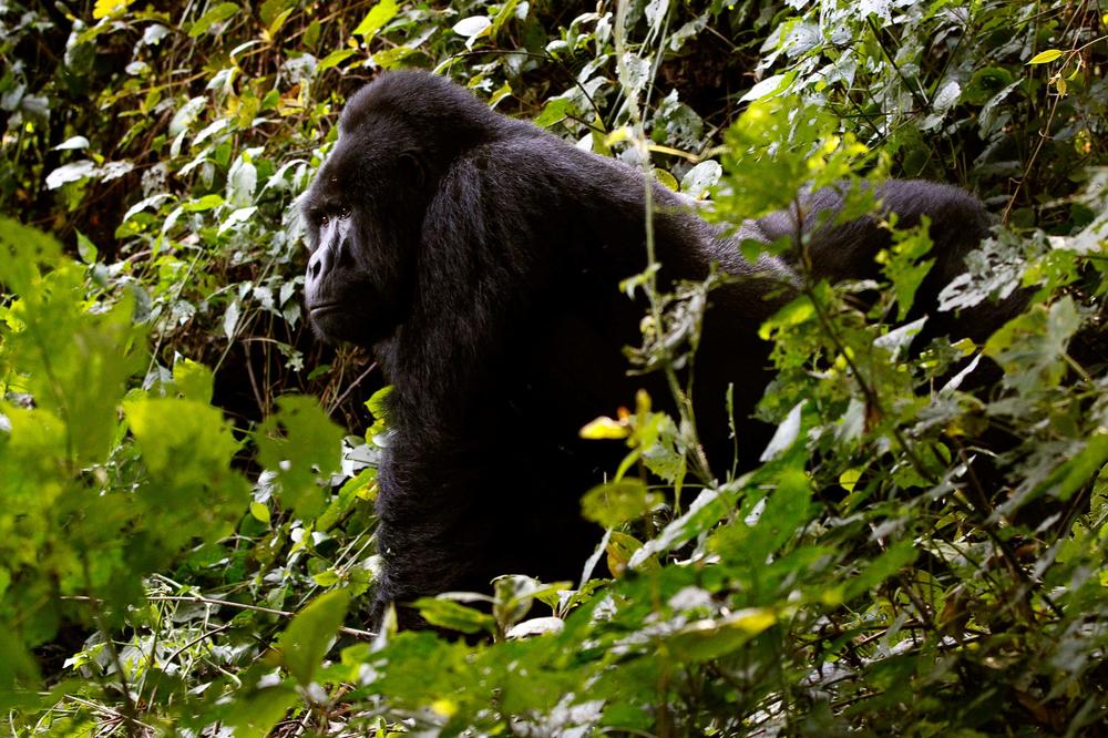 Završena drama u Londonu: Uspavali gorilu koja je pobegla iz zoološkog vrta! (VIDEO)
