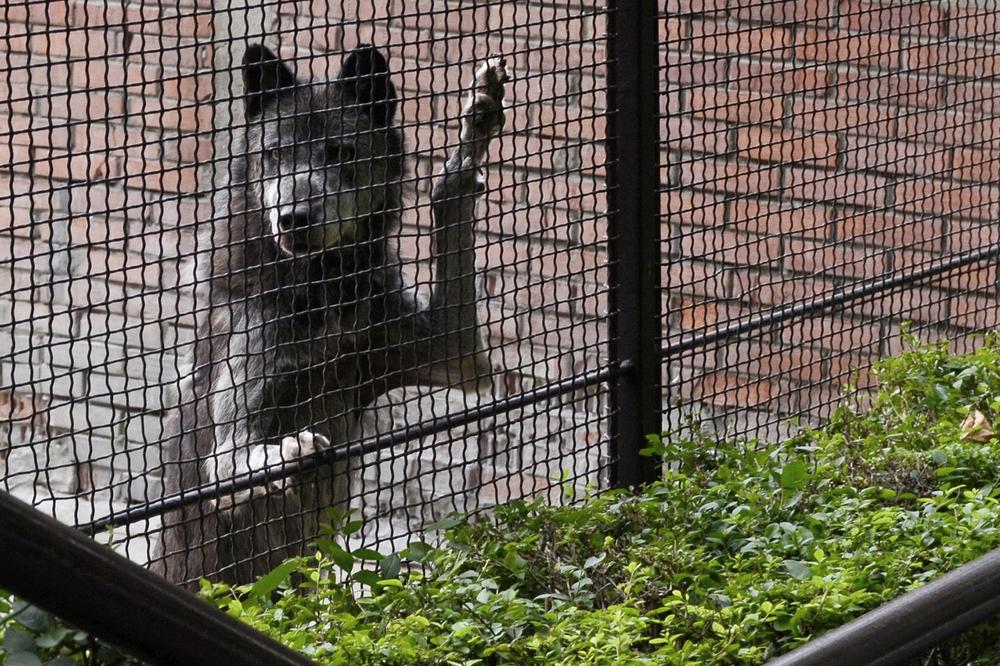 Uhvaćena odbegla vučica u ZG zoo-vrtu! Krivac za bekstvo - loš dečko!