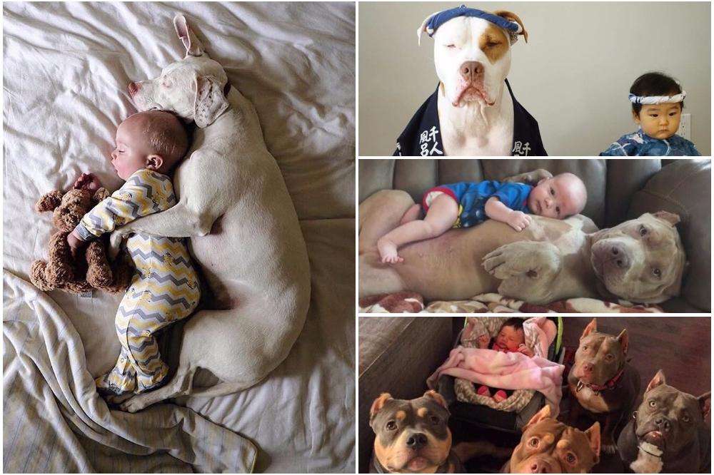 16 potpuno zastrašujućih i užasavajućih fotki pitbulova i beba... Kad bismo se zezali! (FOTO)
