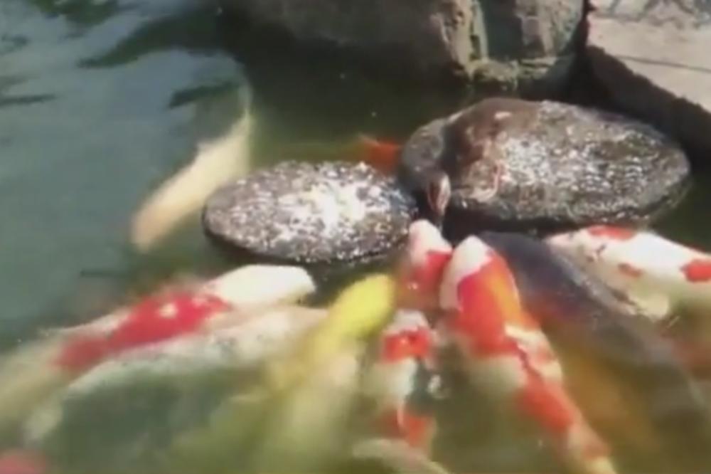PATKICA SLATKICA: Hoće da nahrani sve ribe podjednako! (VIDEO)