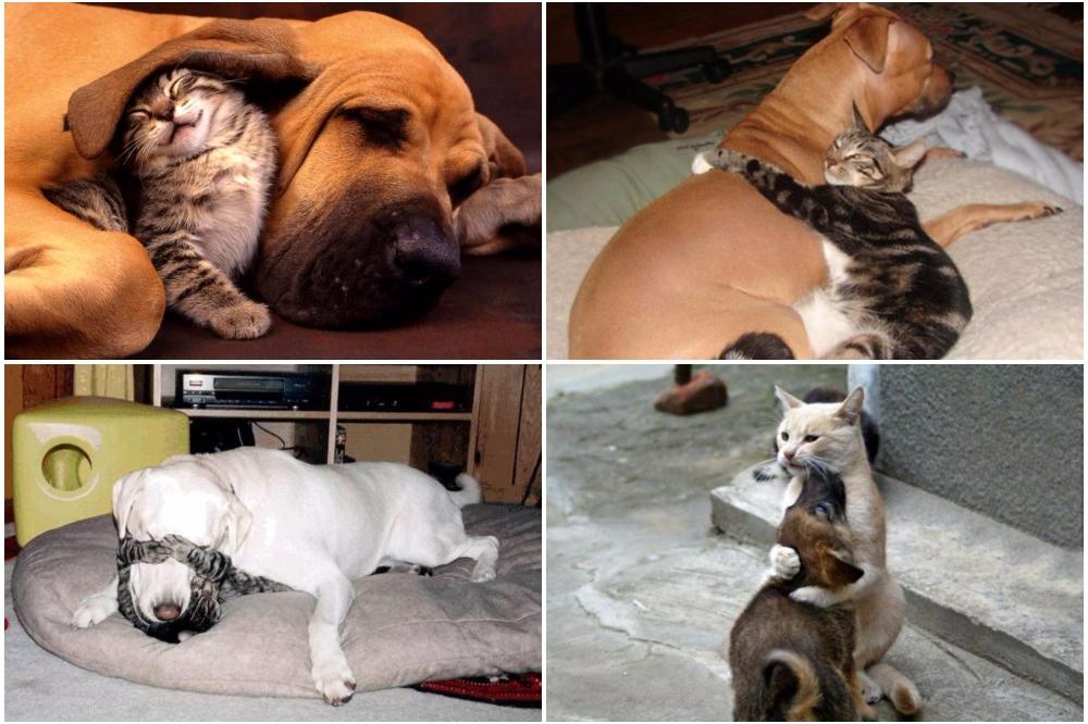 OVO JE PRAVA LJUBAV: Ovih 19 fotografija mačke i psa ulepšaće vam dan! (FOTO)