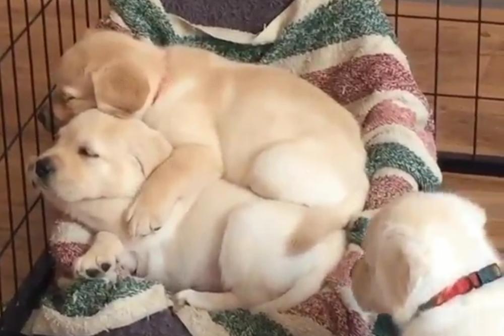 Penju se jedni drugima preko glava, jer tako se najlepše spava! (VIDEO)