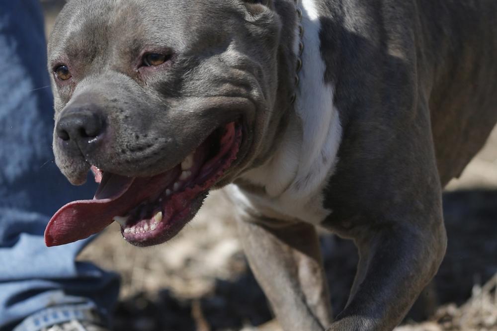 PREKRŠAJNA PRIJAVA PROTIV VLASNIKA POBESNELOG PIT BULA: Pas koji je izazvao smrt Leskovčanina sklonjen u azil