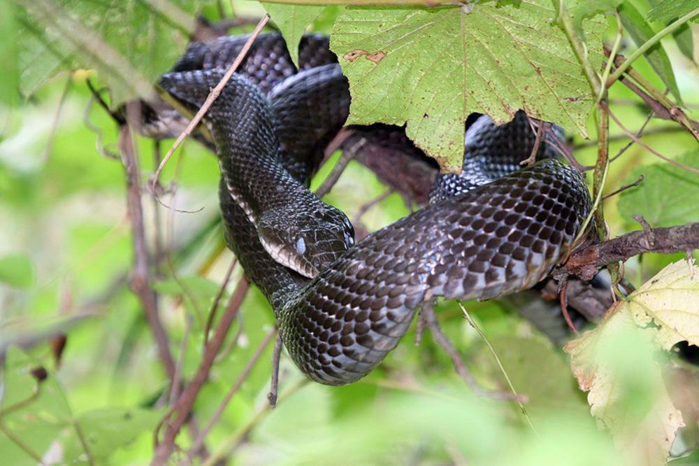 KAD SU TI GLADNE OČI: Halapljiva zmija je progutala pogrešno jaje! (VIDEO)