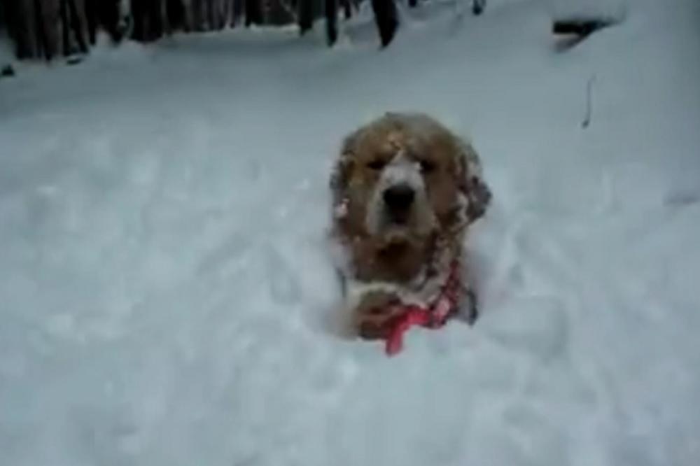 Kad padne sneg - ovi kucovi ODLEPE! (VIDEO)