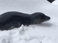Otišao je na skijama da obiđe životinje, a one su mu priredile iznenađenje koje će pamtiti ceo život! (GIF) (VIDEO)