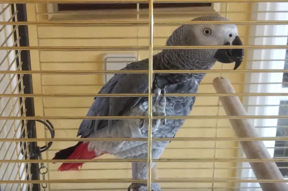 Papagaj, Žako
