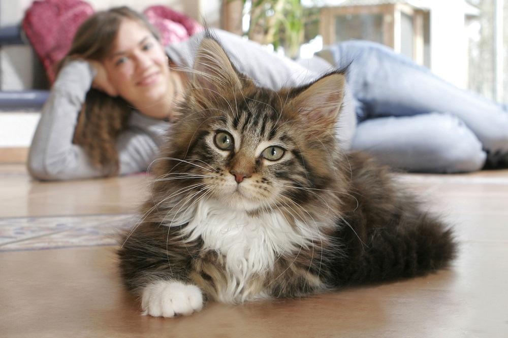 Da li mačke imaju pupak? I još 3 neverovatne činjenice o njima (FOTO) (GIF)
