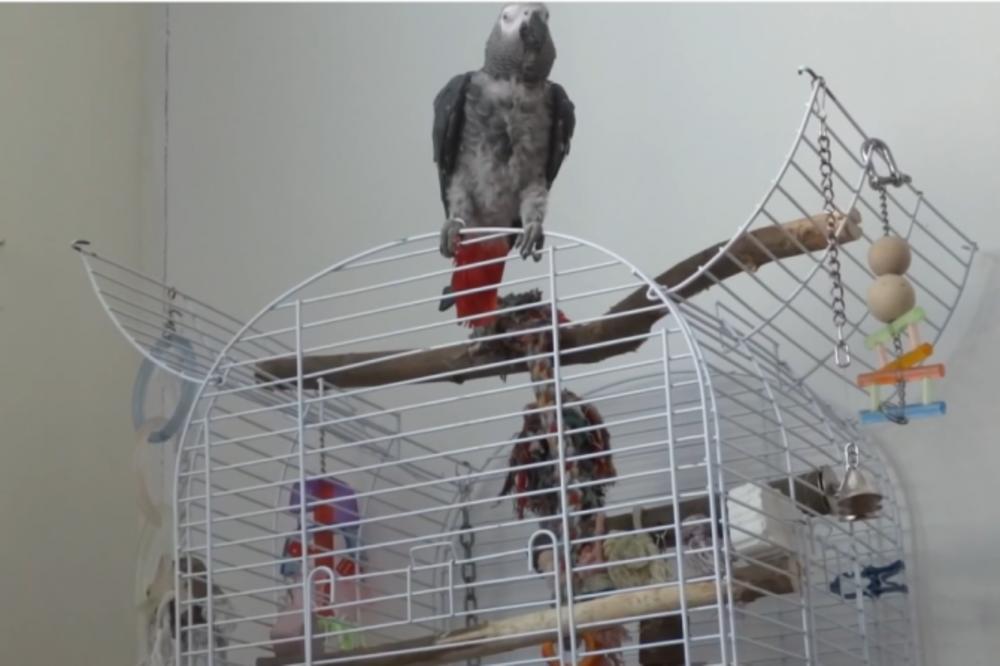 HIT! Sarajlija prodaje papagaja koji izgovara Allahu ekber? (VIDEO)