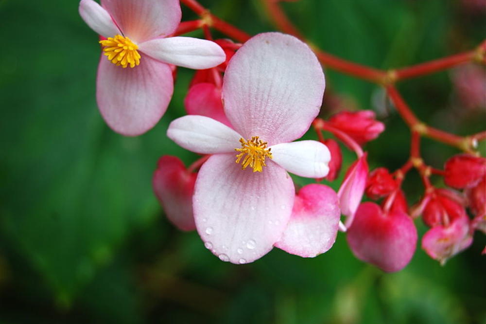 FENG ŠUI SAVETUJE: Ovo cveće mora da ima svako ko u domu želi mir i sreću!