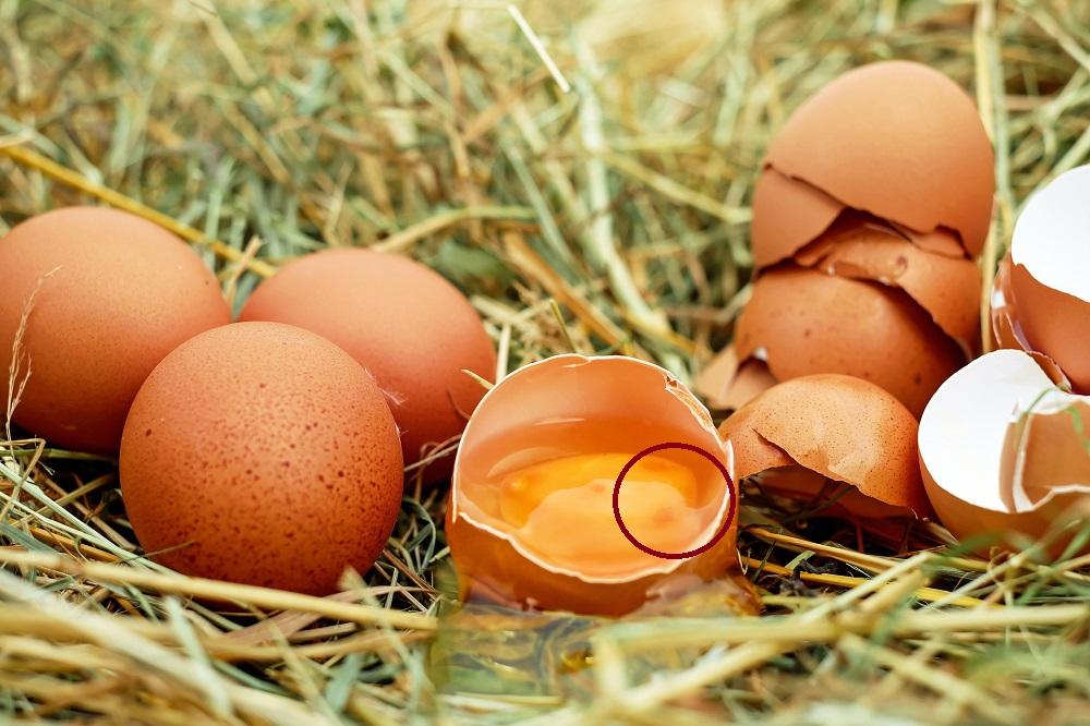 Zašto žumance u jajetu ponekad ima crvenu tačku? (FOTO) (GIF)