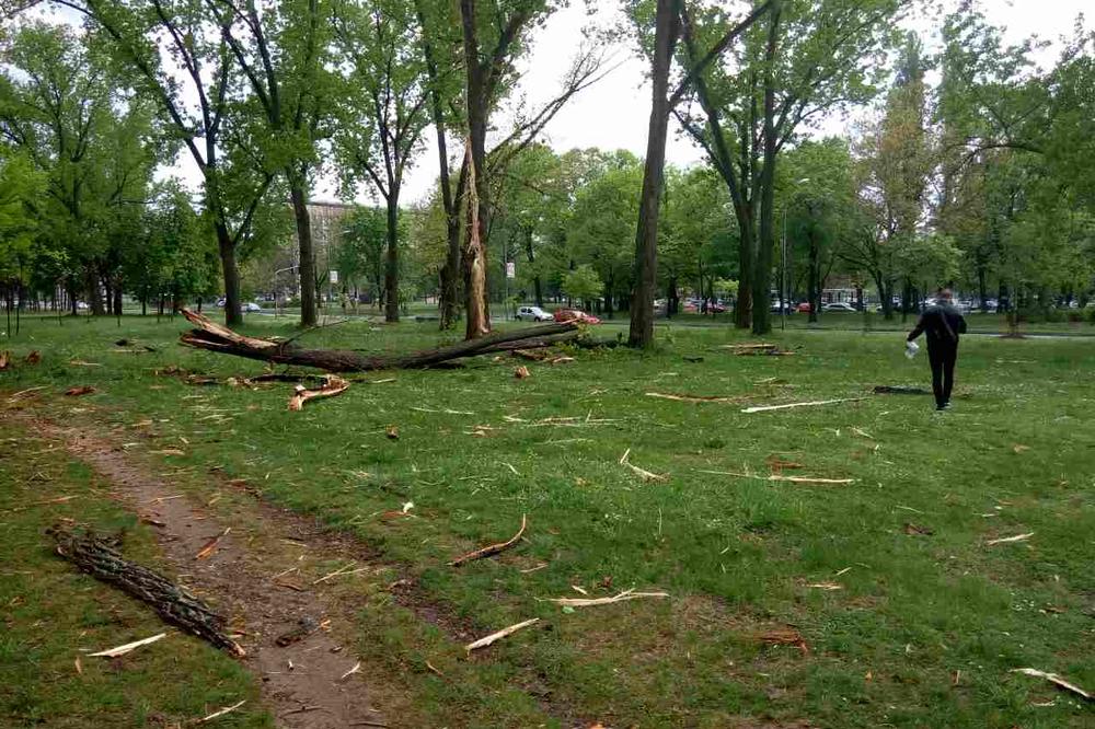 STRAVIČAN PRIZOR U ZEMUNU: Grom "pocepao" drvo u hiljadu komadića! (FOTO)