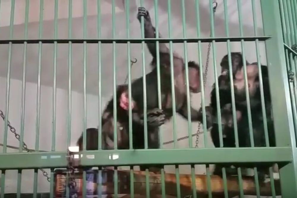 TUČA U ZOO-VRTU U BEOGRADU: Šimpanze se pobile zbog ženke! (VIDEO)